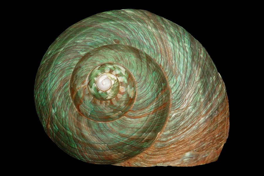 spiral shell fibonacci golden ration