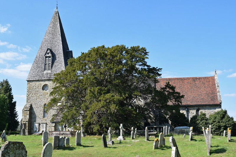an ancient yew tree in a graveyard in Sussex